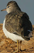 Spotted Sandpiper