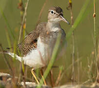 Spotted Sandpiper