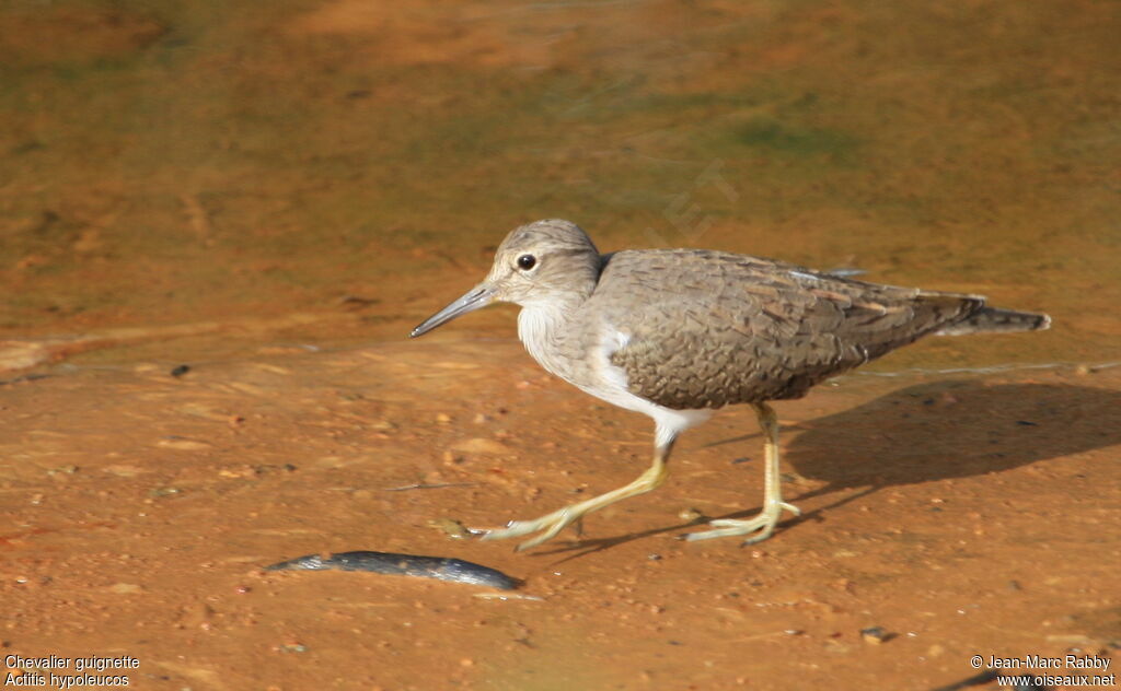 Common Sandpiper