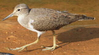 Common Sandpiper