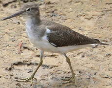 Common Sandpiper