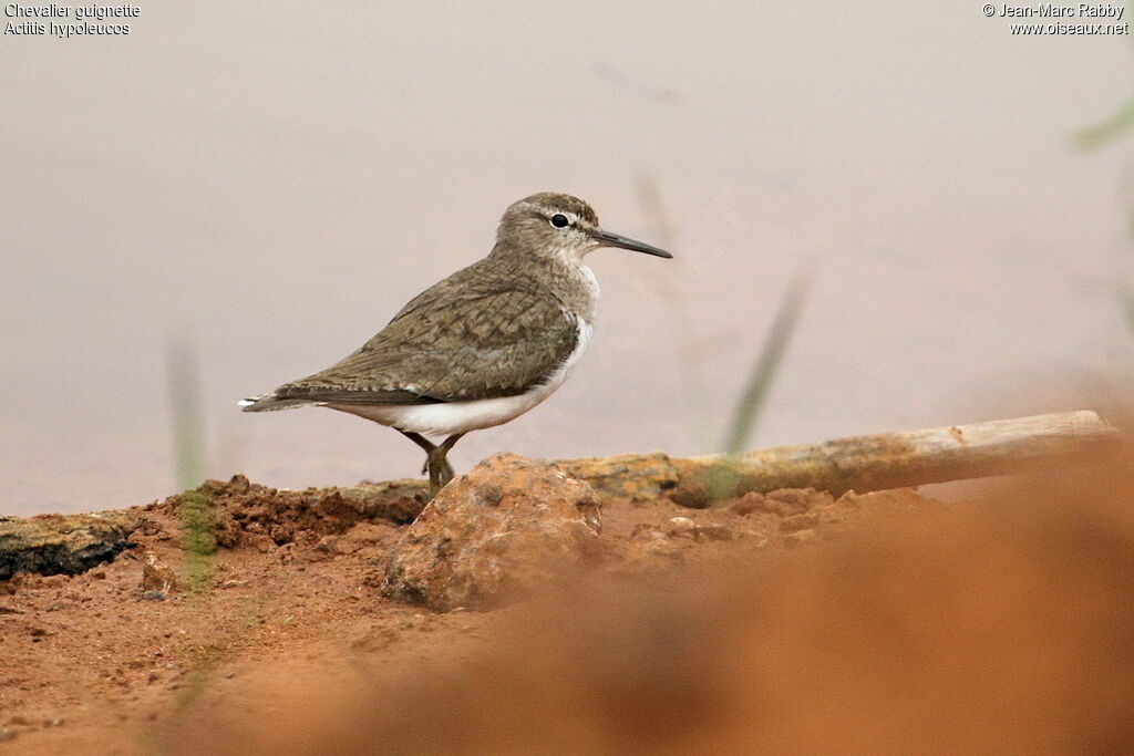 Common Sandpiper