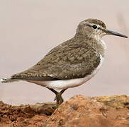 Common Sandpiper