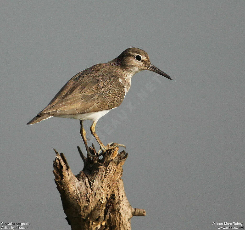 Common Sandpiper, identification