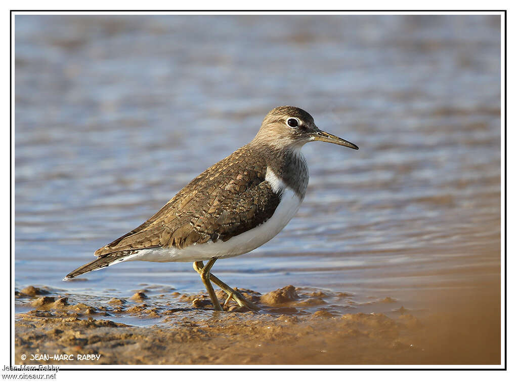 Common SandpiperSecond year, identification