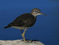 Common Sandpiper