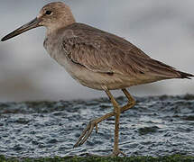 Willet