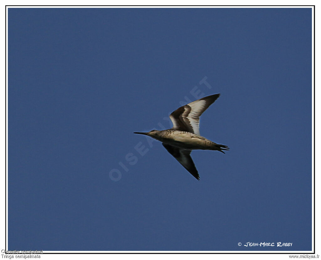 Willet, Flight