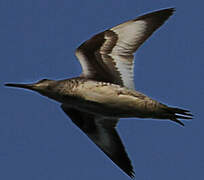 Willet