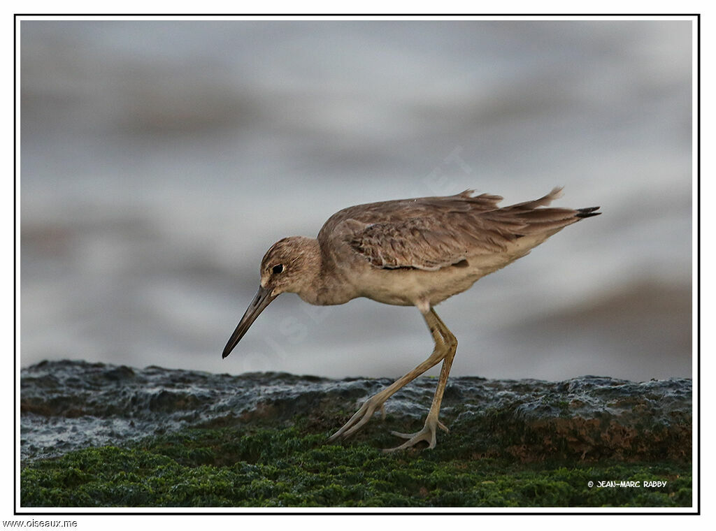 Willet, identification