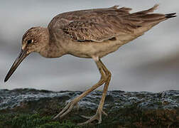 Willet