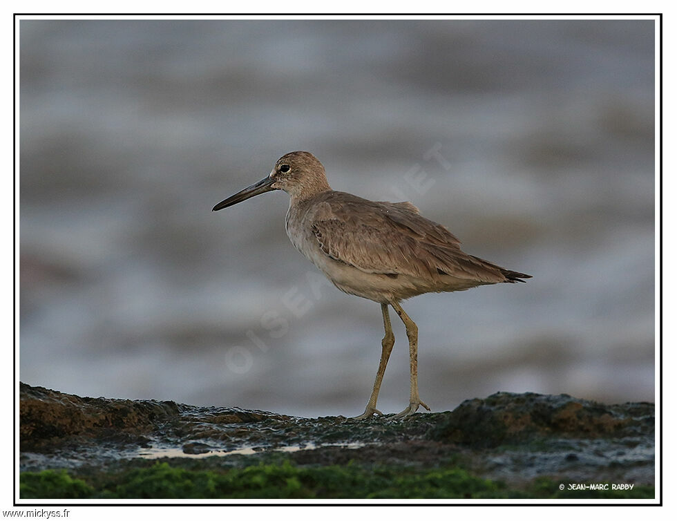 Willet, identification