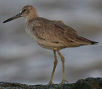 Willet