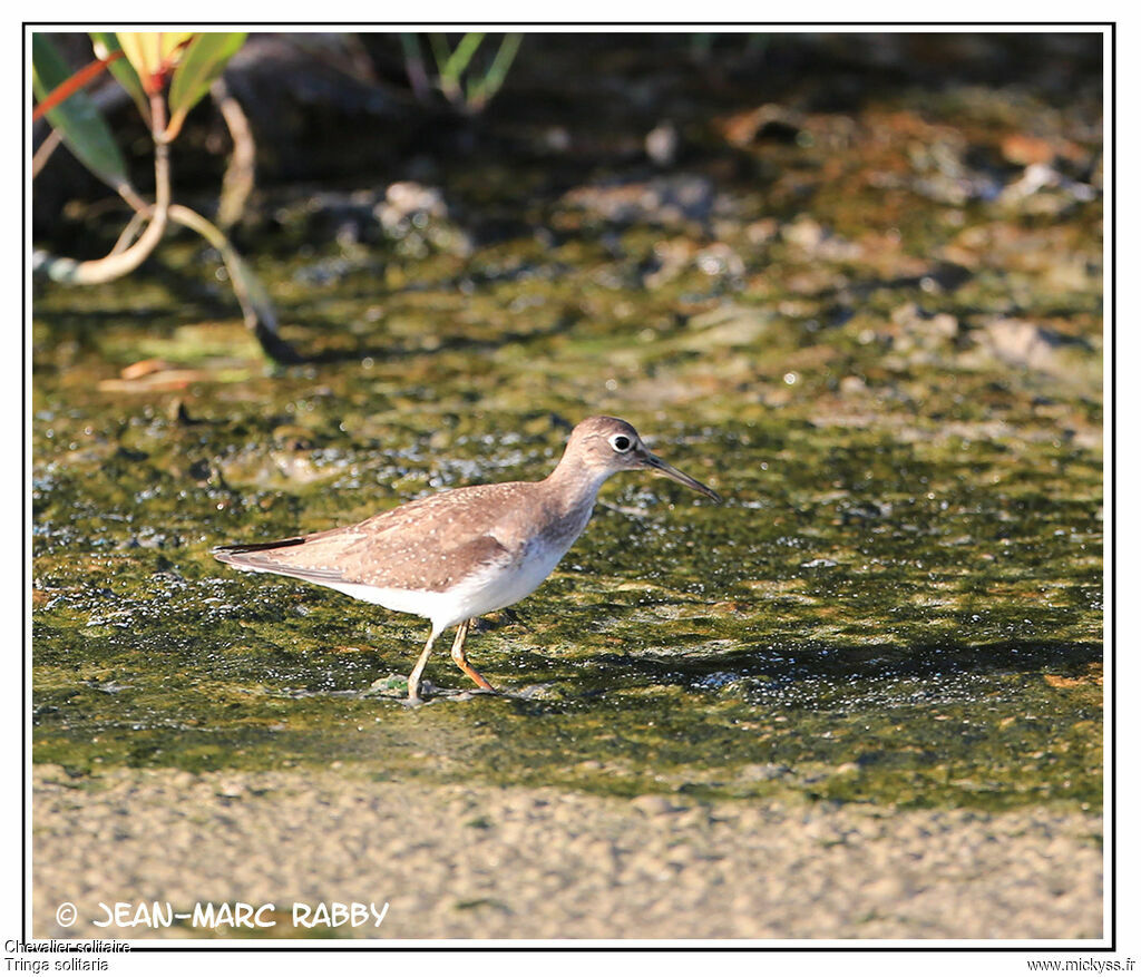 Chevalier solitaire, identification