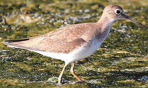 Solitary Sandpiper