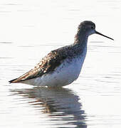 Marsh Sandpiper