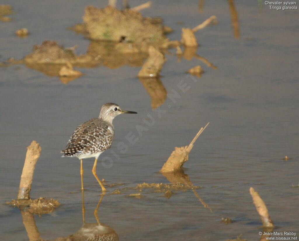 Wood Sandpiper