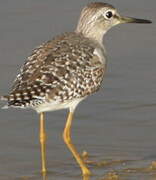 Wood Sandpiper