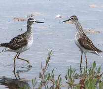 Wood Sandpiper