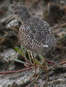 Wood Sandpiper