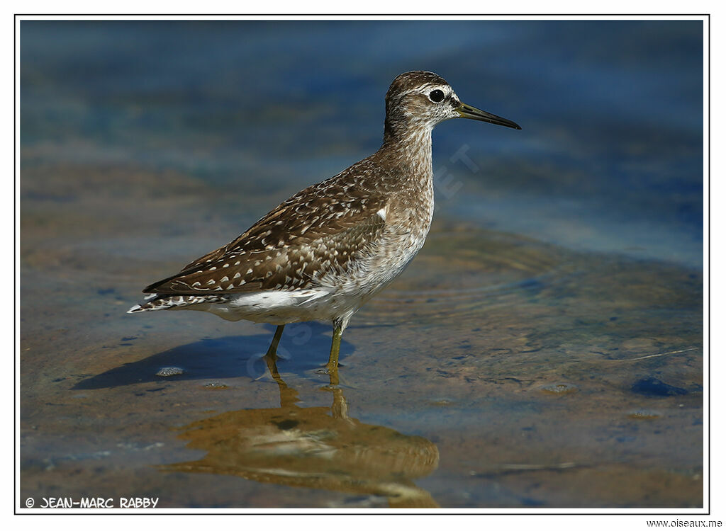 Wood Sandpiper, identification