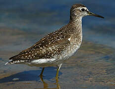 Wood Sandpiper