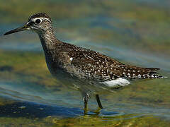 Wood Sandpiper