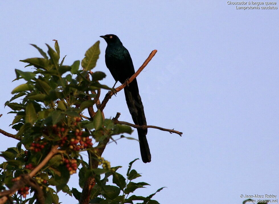 Long-tailed Glossy Starling