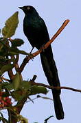 Long-tailed Glossy Starling