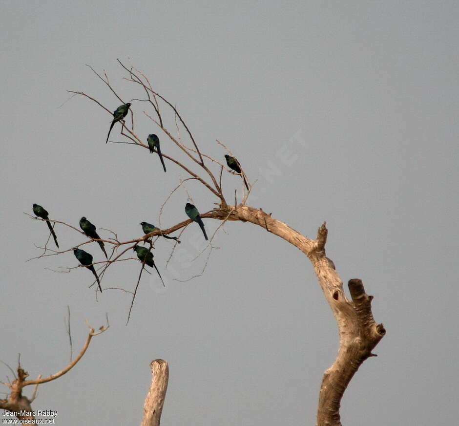 Long-tailed Glossy Starling, Behaviour