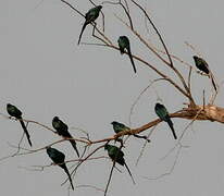 Long-tailed Glossy Starling