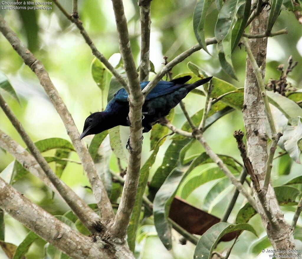 Purple-headed Starling