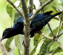 Purple-headed Starling