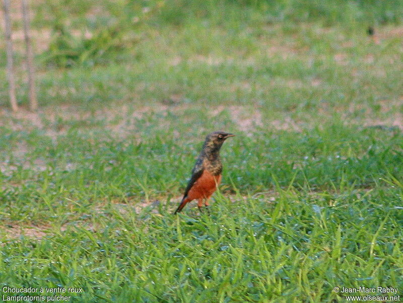 Choucador à ventre roux