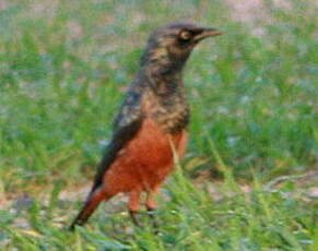 Choucador à ventre roux