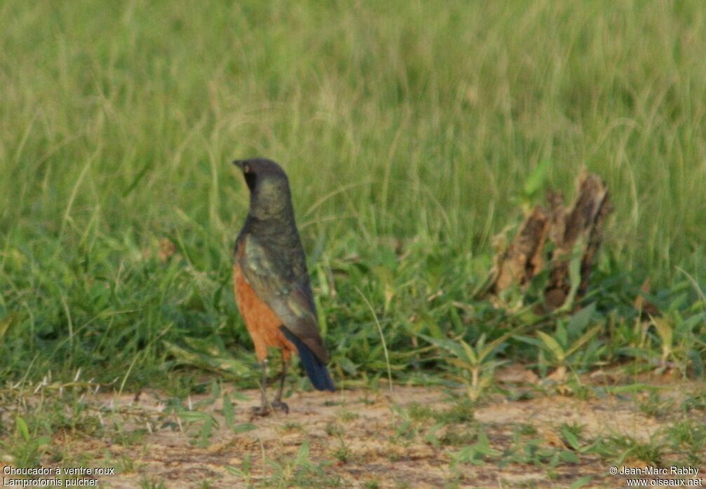 Choucador à ventre roux