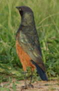 Chestnut-bellied Starling