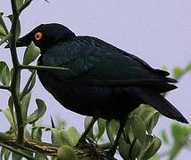 Purple Starling