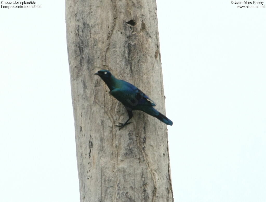 Splendid Starling