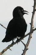 Western Jackdaw