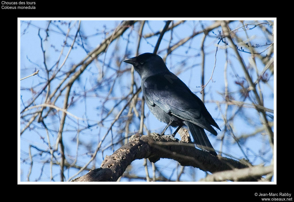 Western Jackdaw, identification