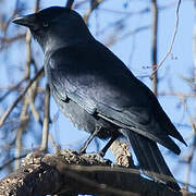 Western Jackdaw