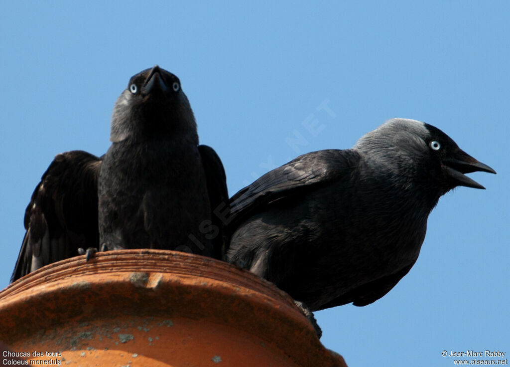 Western Jackdaw, identification