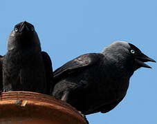 Western Jackdaw