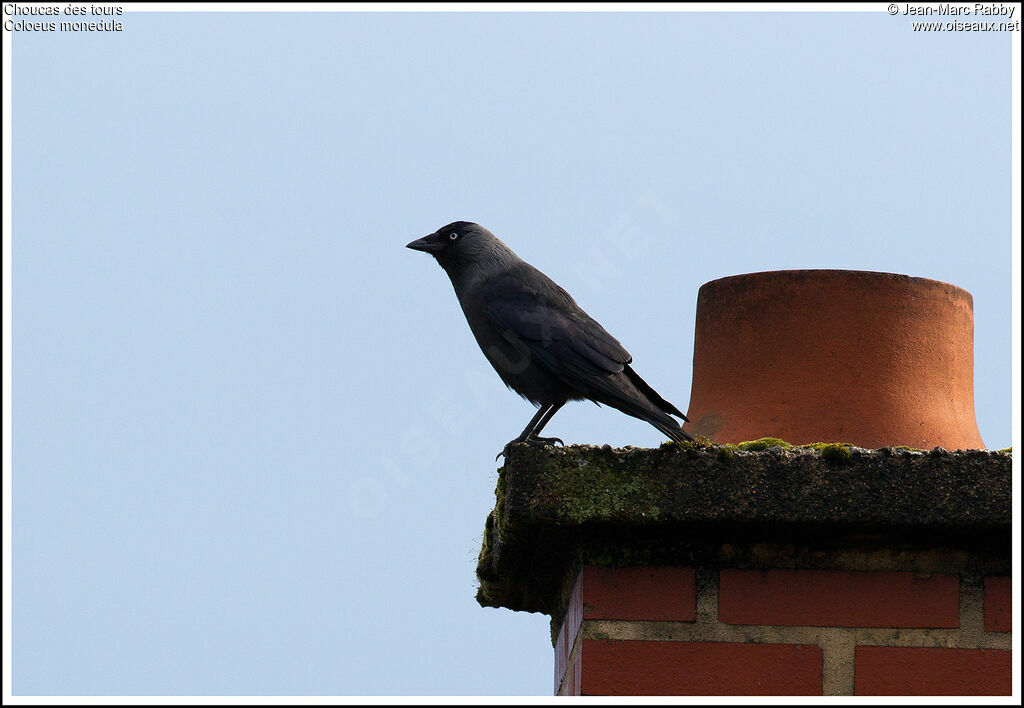 Western Jackdaw, identification