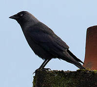 Western Jackdaw