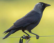 Western Jackdaw