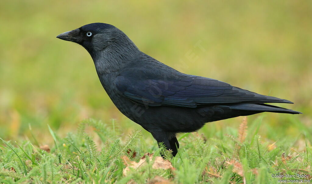 Western Jackdaw, identification