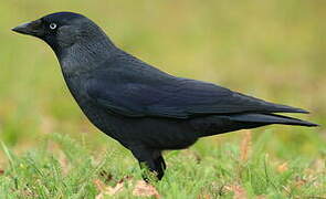 Western Jackdaw