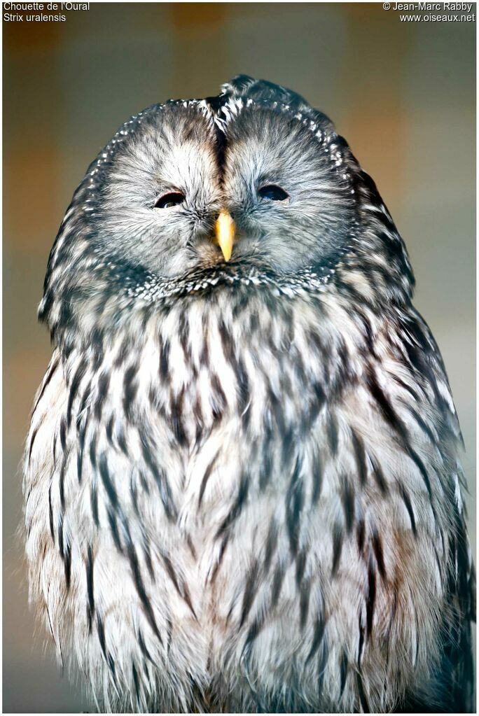 Ural Owl, identification